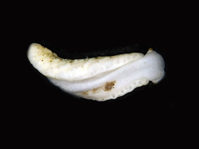 4149a